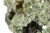 Lustrous Muscovite Crystal Cluster - Adams Farm, North Carolina #244721-2